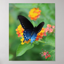 Pipevine/Blue Frack Butterfly auf der Blume