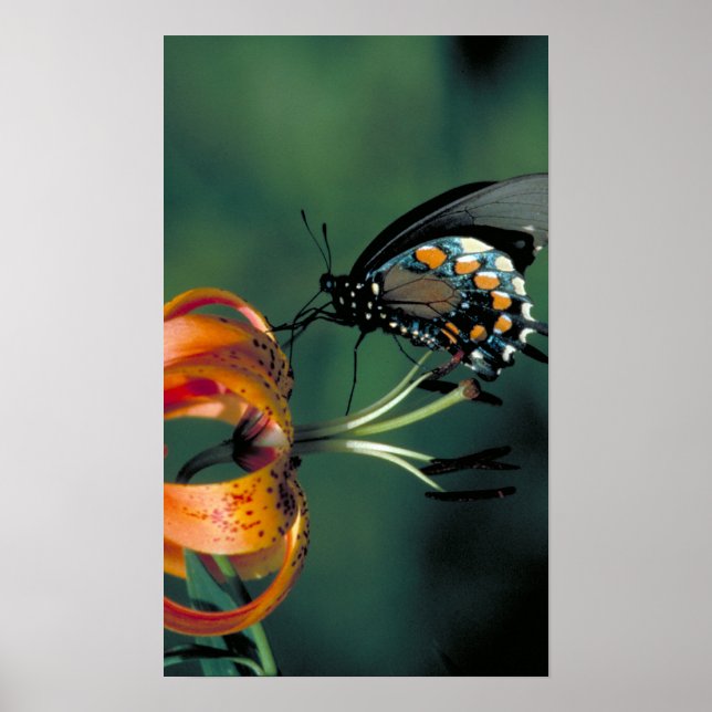 Pipevine Frack Poster (Vorne)