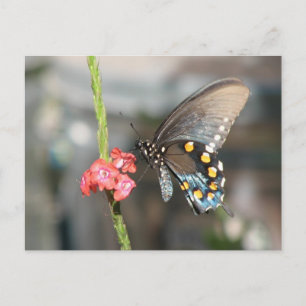 Pipevine Postcard Postkarte