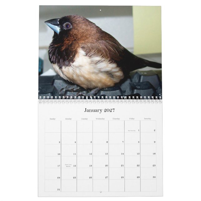 Pipi der entzückende Fink Kalender (Jan 2027)