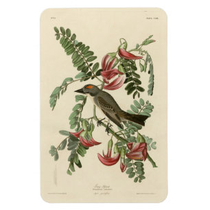 Piping Flycatcher aus Audubons Vögeln Amerikas Magnet