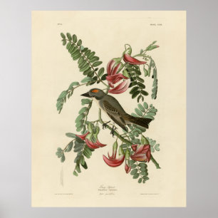 Piping Flycatcher aus Audubons Vögeln Amerikas Poster
