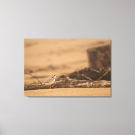 PIPING PLOVER 36 X 24 WRAPPED CANVAS DRUCK LEINWANDDRUCK