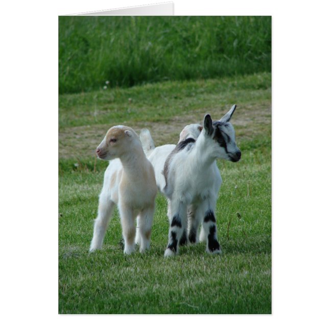 Pippi et Grey (Devant)