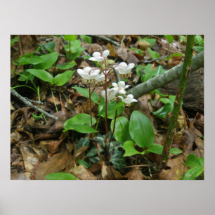 Pipsissewa (Wintegreen) Plakat
