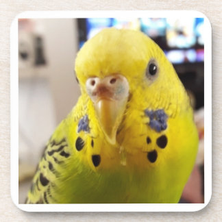 Pipsqueak @chirpythecrazyparkeet Plastic coaster Getränkeuntersetzer