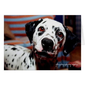 piqûre, glorydaysphotographie