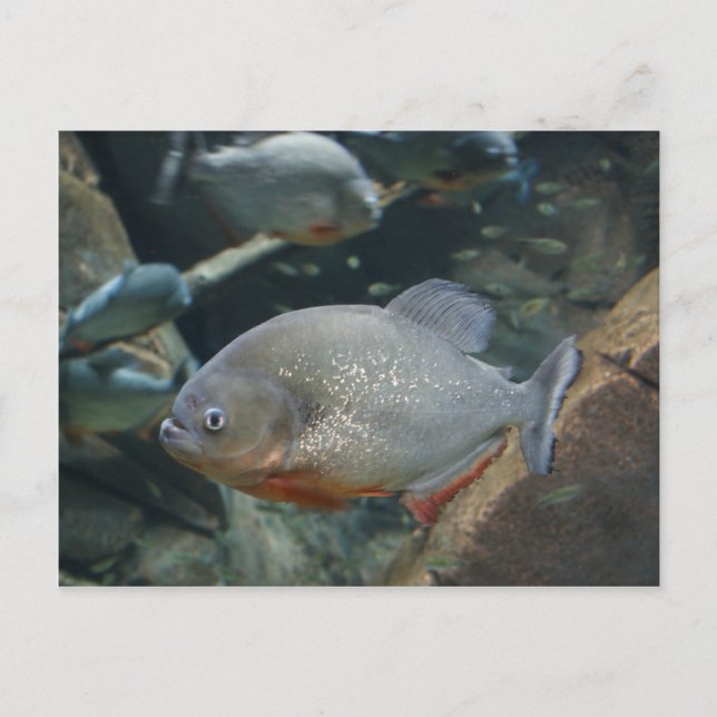 Piranha Fische Schwimmfarbenfoto Postkarte (Vorderseite)