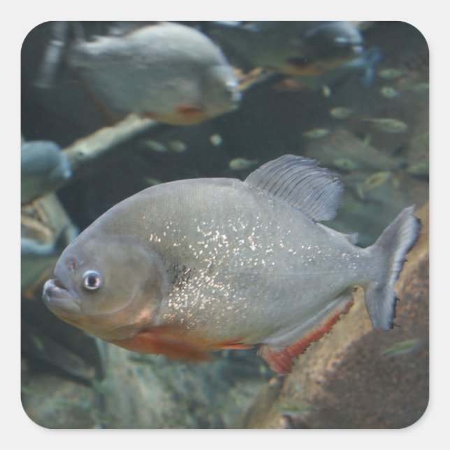 Piranha Fische Schwimmfarbenfoto Quadratischer Aufkleber (Vorderseite)