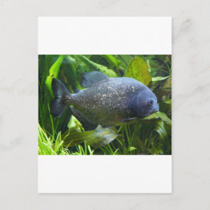 Piranha Postkarte