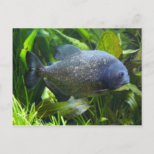 Piranha Postkarte (Vorderseite)