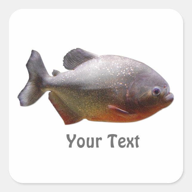 Piranha Südamerikanischer Fisch Quadratischer Aufkleber (Vorderseite)
