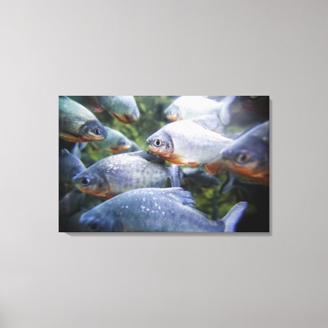 Piranhas-Schule (Pygocentrus nattereri) Leinwanddruck (Vorderseite)