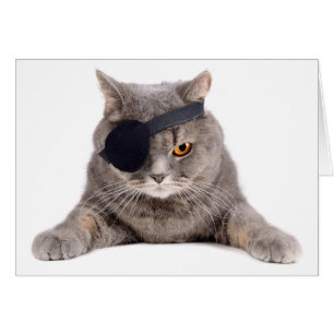 Pirate Cat