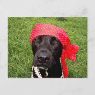 Piratenhund, schwarzes Labor, rotes Häckerhirschen Postkarte