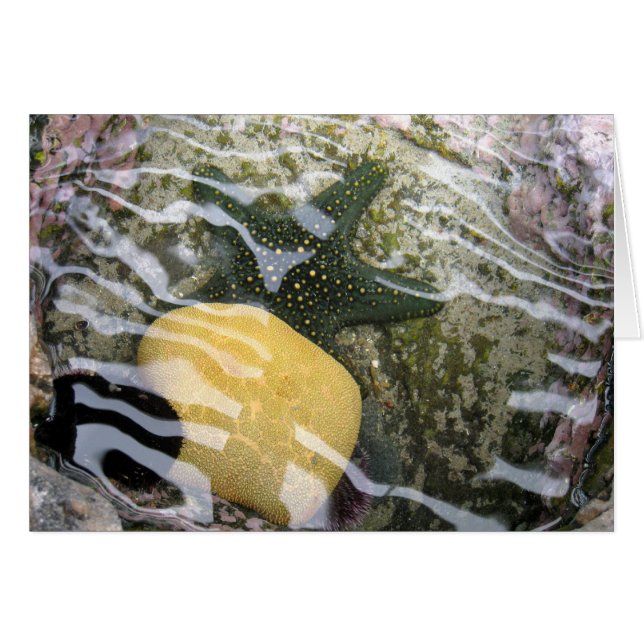 Piscine (Devant horizontal)