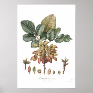 Pistazie, Pistacia.vera Poster
