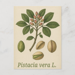 Pistazien-Postkarte Postkarte