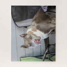 Pit Bull