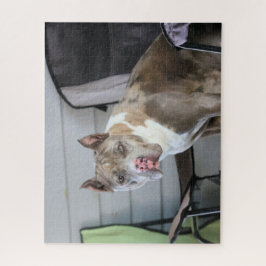 Pit Bull
