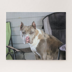 Pit Bull