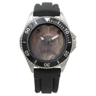 PIT BULL CHIEN MONTRE