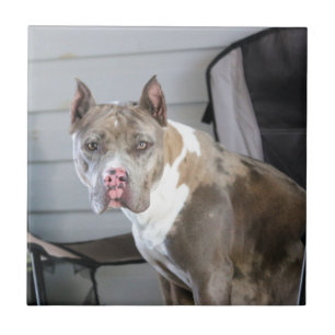Pit bull fliese