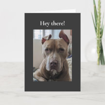 Pit Bull Hallo da