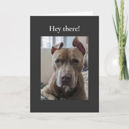 Pit Bull Hallo da Karte