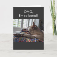 Pit Bull OMG ich bin so gelangweilt