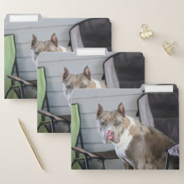 Pit bull papiermappe