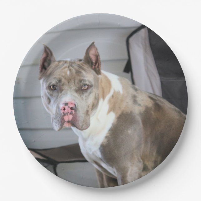 Pit Bull Pappteller (Vorderseite)