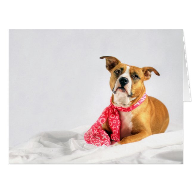 Pit Bull Puppy-Liebe in rosa XOXO (Vorderseite (Horizontal))