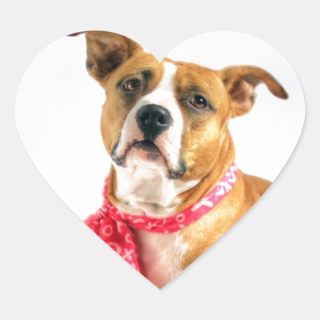 Pit Bull Puppy-Liebe in rosa XOXO Herz-Aufkleber (Vorderseite)