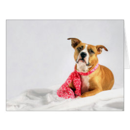 Pit Bull Puppy Love in Pink XOXO