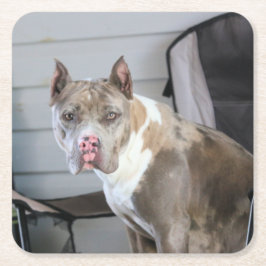 Pit Bull Rechteckiger Pappuntersetzer