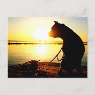 Pit Bull Sunrise Postkarte