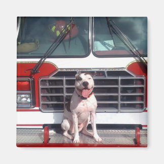 Pit Bull T-Bone Feuerhund Hund Magnet