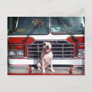 Pit Bull T-Bone Feuerhund Hund Postkarte