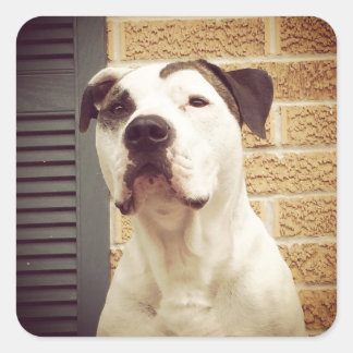 Pit Bull T-Bone Quadratischer Aufkleber