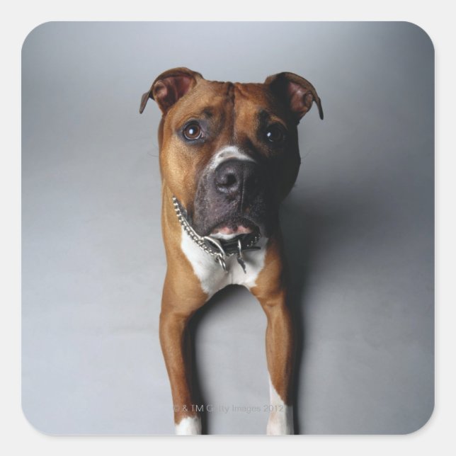 Pit Bull Terrier belagern Quadratischer Aufkleber (Vorderseite)