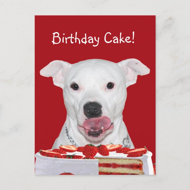 Pit Bull Terrier Birthday Postkarte (Vorderseite)
