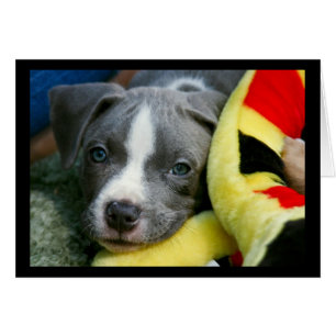 Pit Bull Terrier Welpenkarte - "Mikey"