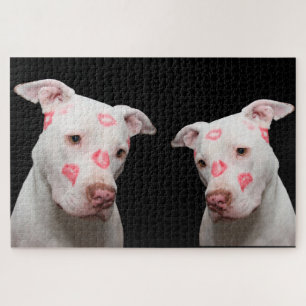 Pitbuli Kisses