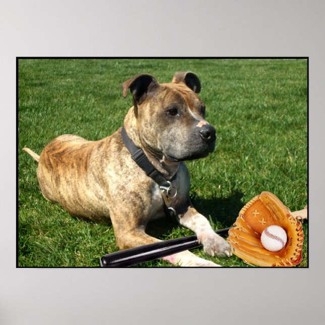 Pitbuli mit Baseballplakat Poster (Vorne)