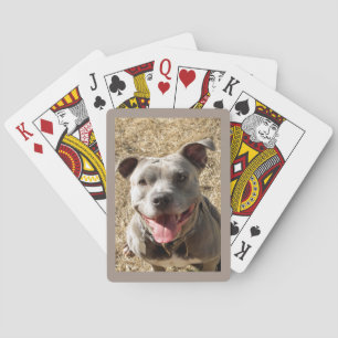 Pitbuli mit großen Lächeln, die Karten spielen Spielkarten