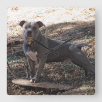 Pitbuli mit Skateboardwand-Uhr