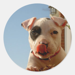 Pitbull Aufkleber