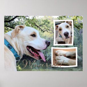 Pitbull - Außenseiterzusammensetzung Poster