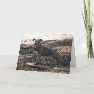 Pitbull avec carte d'anniversaire de skateboard